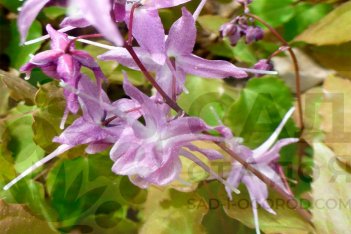 Горянка крупноцветковая Лилафи Epimedium grandiflora Lilafee