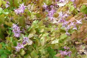 Горянка крупноцветковая Лилафи Epimedium grandiflora Lilafee