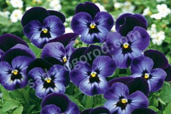 Виола рогатая Деним Джамп Ап Viola cornuta Denim Jump up