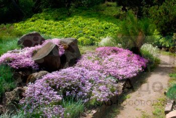 Самые неприхотливые растения для альпинария