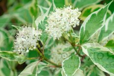 Дерен белый Аргентеомаргината Cornus alba Argenteomarginata