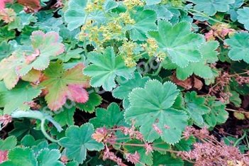 Манжетка красночерешковая Алма Alchemilla erythropoda Alma