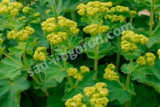 Манжетка мягкая Робуста Alchemilla mollis Robusta