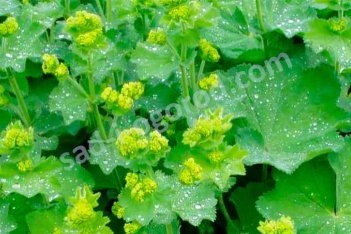 Манжетка мягкая Сеньор Alchemilla mollis Senior