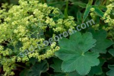 Манжетка шелковистая Голд Страйк Alchemilla sericata Gold Strike