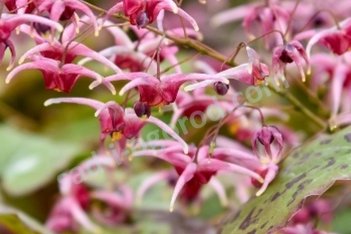 Горянка Пинк Шампейн Epimedium Pink Champagne