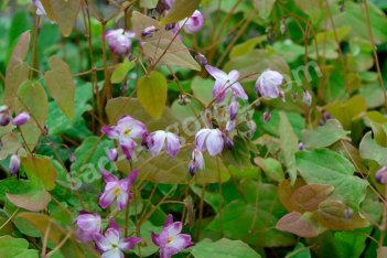 Горянка пышная Мерлин Epimedium youngianum Merlin
