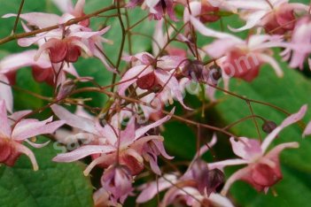 Горянка Пинк Эльф Epimedium Pink Elf