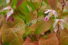 Горянка пышная Тамаботан Epimedium youngianum Tamabotan
