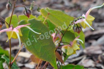 Горянка Файр Драгон Epimedium Fire Dragon