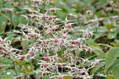 Горянка Домино Epimedium Domino