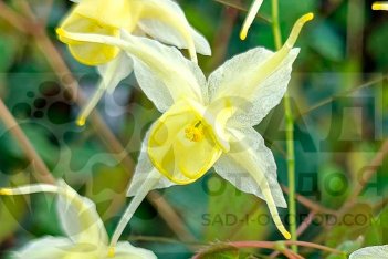 Горянка Флауэр оф Сулфур Epimedium Flowers of Sulphur