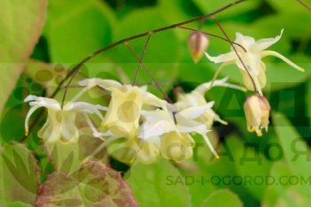 Горянка Флауэр оф Сулфур Epimedium Flowers of Sulphur