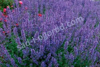 Котовник Фассена Уолкерс Лоу Nepeta faassenii Walker's Low