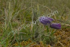 Прострел Pulsatilla