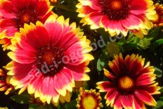 Гайлардия Gaillardia