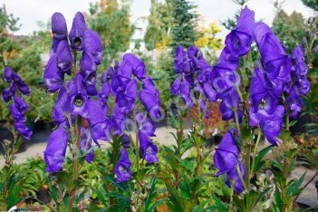 Аконит Кармихеля Арендси Aconitum carmichaelii Arendsii