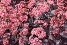 Очиток Sedum