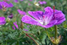 Герань кроваво-красная Вижн Вайолет Geranium sanquineum Vision Violet