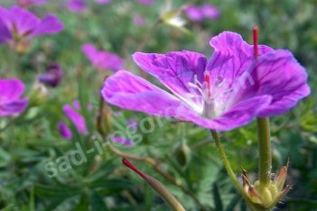 Герань кроваво-красная Вижн Вайолет Geranium sanquineum Vision Violet