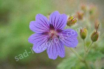 Герань великолепная Розмур Geranium magnificuum Rosemoor