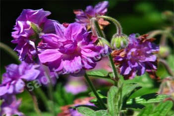Герань гималайская Пленум Geranium himalayense Plenum