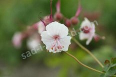Герань кембриджская Биоково Geranium cantabrigiense Biokovo