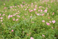 Герань Эндерса Варгрейв Пинк Geranium endressii Wargrave Pink