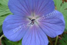 Герань гималайская Беби Блю Geranium himalayense Baby Blue