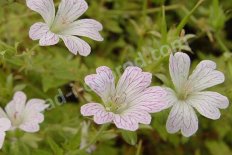 Герань оксонская Катарина Адель Geranium oxonianum Katharine Adele