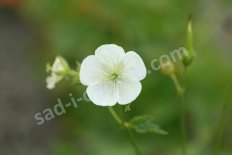 Герань крупнокорневищная Альбум Geranium macrorrhizum Album