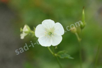 Герань крупнокорневищная Альбум Geranium macrorrhizum Album