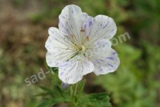 Герань луговая Сплиш Сплэш Geranium pratense Splish Splash