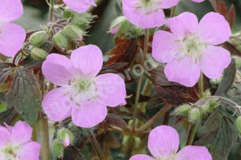 Герань пятнистая Эспрессо Geranium maculatum Espresso