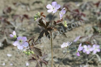 Герань пятнистая Эспрессо Geranium maculatum Espresso