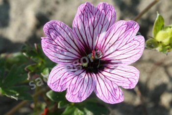 Герань пепельная Балерина Geranium cinereum Ballerina