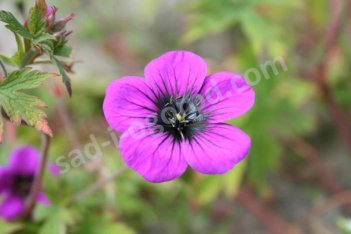 Герань гибридная Энн Фолкард Geranium hybrida Ann Folkard
