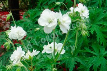 Герань луговая Лаура Geranium pratense Laura
