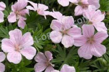 Герань кроваво-красная Вижн Пинк Geranium sanquineum Vision Pink
