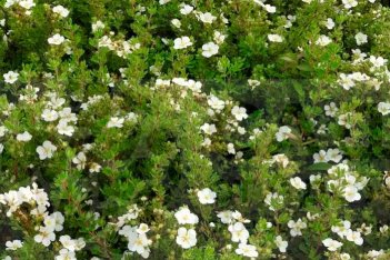 Лапчатка кустарниковая Абботсвуд Potentilla fruticosa Abbotswood