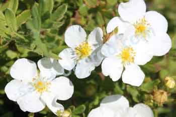 Лапчатка кустарниковая Абботсвуд Potentilla fruticosa Abbotswood