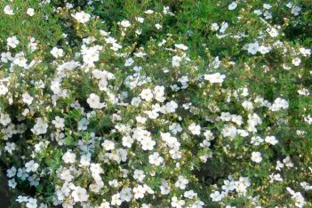 Лапчатка кустарниковая Абботсвуд Potentilla fruticosa Abbotswood