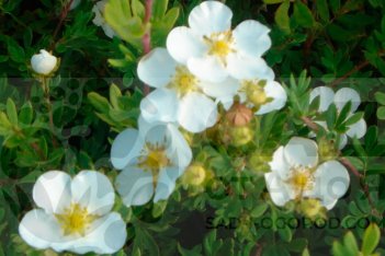Лапчатка кустарниковая Абботсвуд Potentilla fruticosa Abbotswood