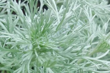 Полынь Шмидта Нана Аттракшн Artemisia schmidtii Nana Attraction
