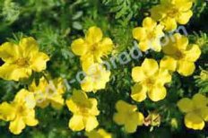 Лапчатка кустарниковая Дакота Санспот Potentilla fruticosa Dakota Sunspot
