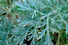 Полынь лечебная Божье дерево Artemisia abrotanum