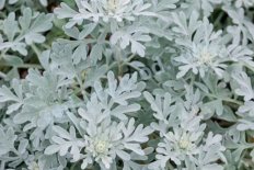 Полынь Стеллера Боутон Силвер Artemisia stelleriana Boughton Silver