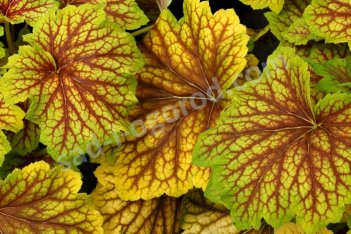 Гейхерелла Рэд Лайтинг Heucherella Red Lightning