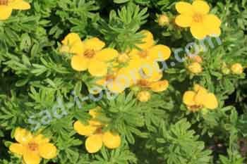 Лапчатка кустарниковая Голдкиссен Potentilla fruticosa Goldkissen