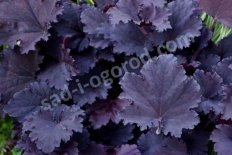 Гейхера Бинош Heuchera Binoche